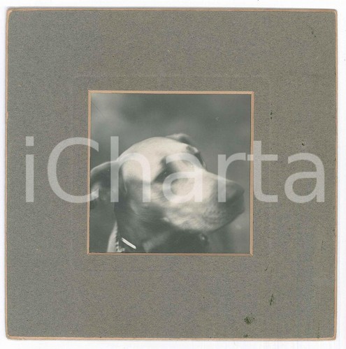 1910 italia cani - cani, caccia