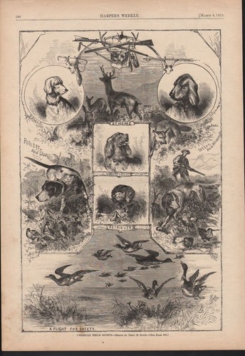1873 sport dog beagle hound - 1873,