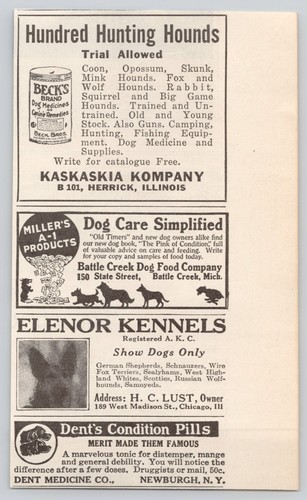 Cento cani caccia kaskaskia - cani,