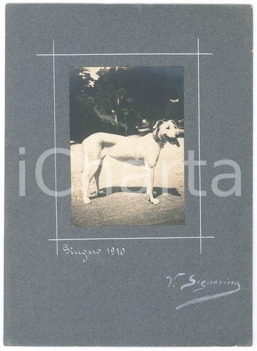 1910 italia cani caccia - cani,