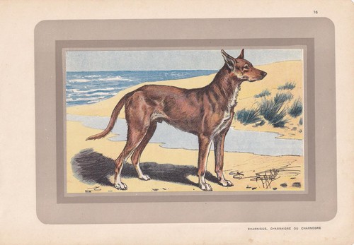 Stampa ibizan hound 1931 - ibizan,