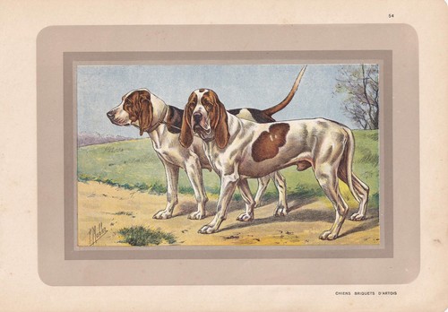 Stampa 1931 artois hound dog - 1931,